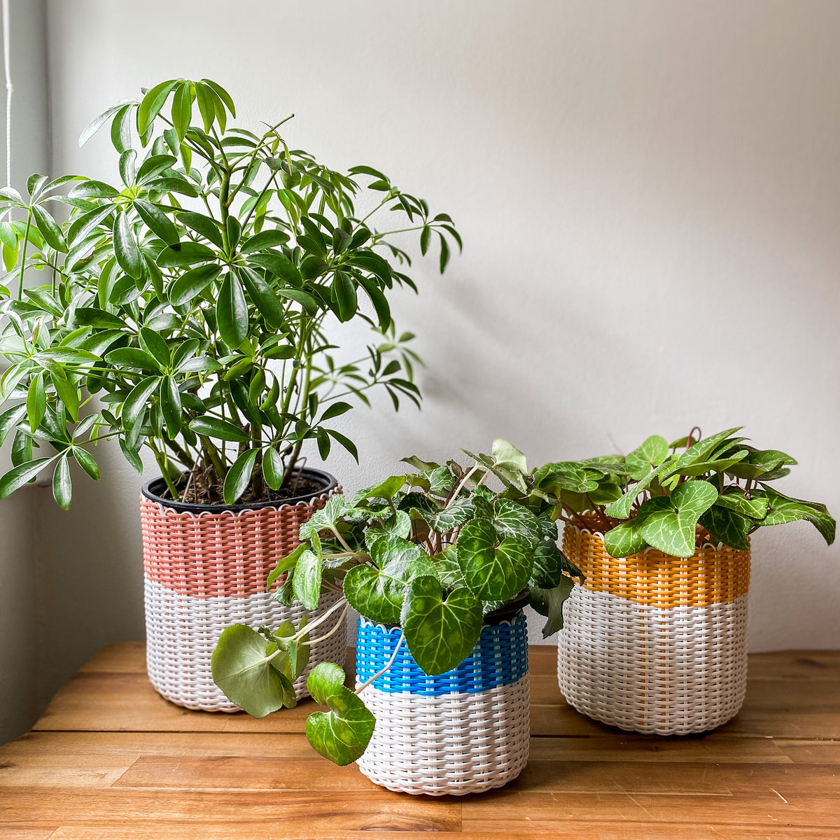 boxi planters – Tagged 