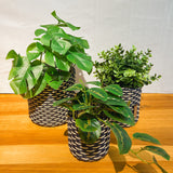 boxi planters ~ interweave