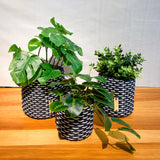 boxi planters ~ interweave